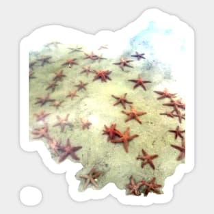 Sea Star Pond Sticker